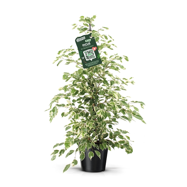 Ficus benjamina Twilight 21Ø 105cm 3pp