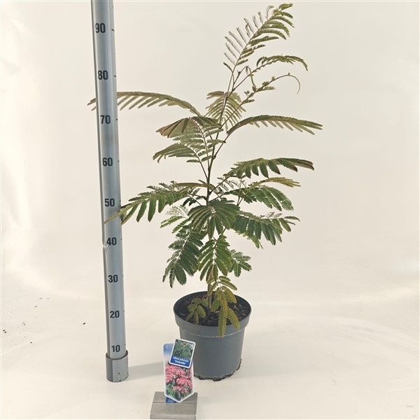 Albizia julibrissin Ombrella 23Ø 110cm