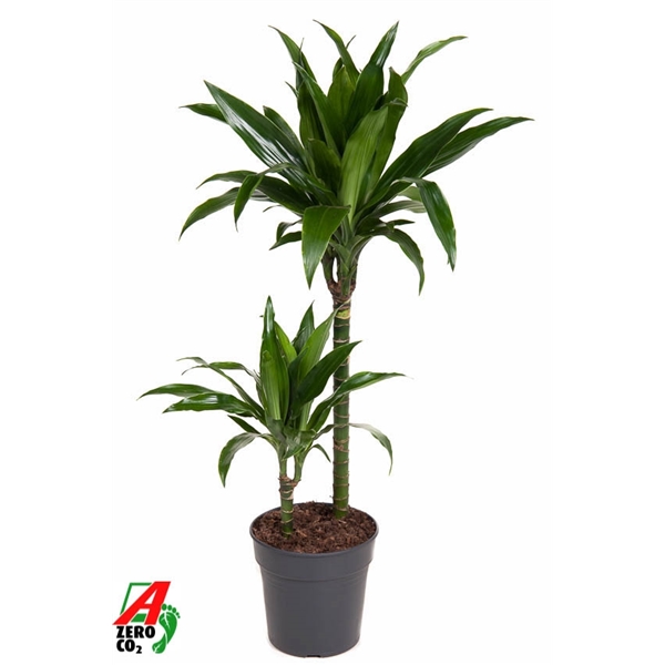 Dracaena frageans Janet Craig 45-15 19Ø 90cm 2pp