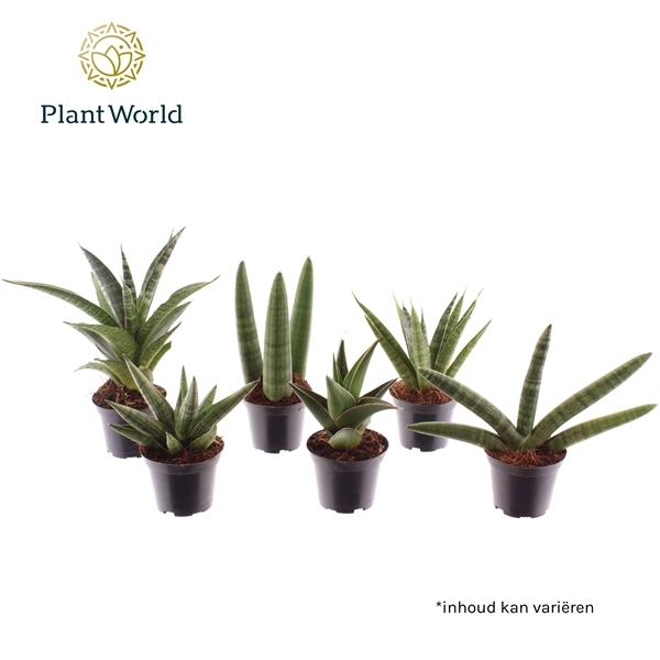 Sansevieria Sonora mix 7Ø 10cm