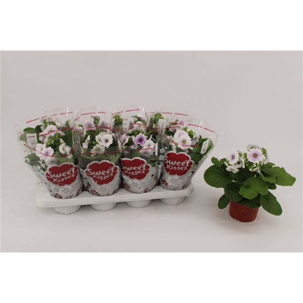 Primula obconica Sweet Kisses Amore Blue White 13Ø 30cm