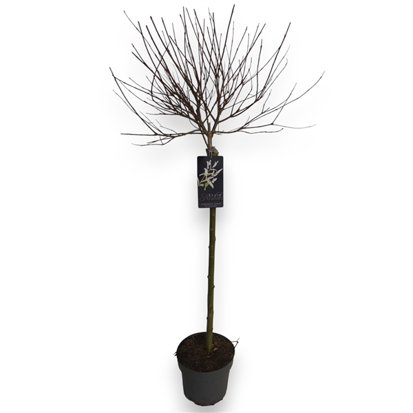 Salix integra Hakuro Nishiki 60cm stem 19Ø 120cm