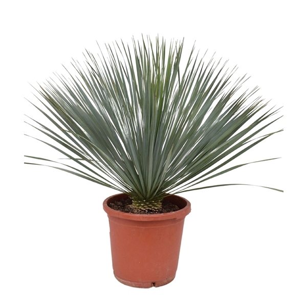 Yucca Rostrata 30Ø 80cm 1Head
