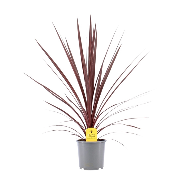 Cordyline Australis Red Star 17Ø 75cm