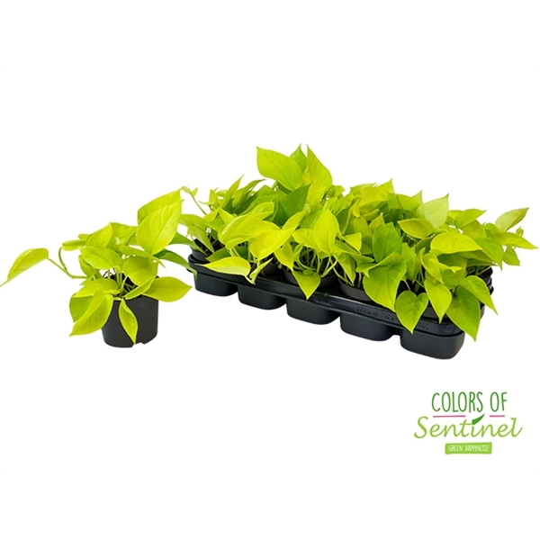 Epipremnum pinnatum Golden Pothos 12Ø 25cm