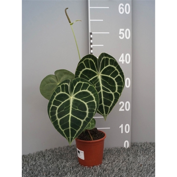 Anthurium not flowering clarinervium 12Ø 35cm