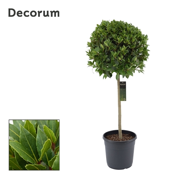Laurus Nobilis ball on stem 30Ø 140cm 65Ø