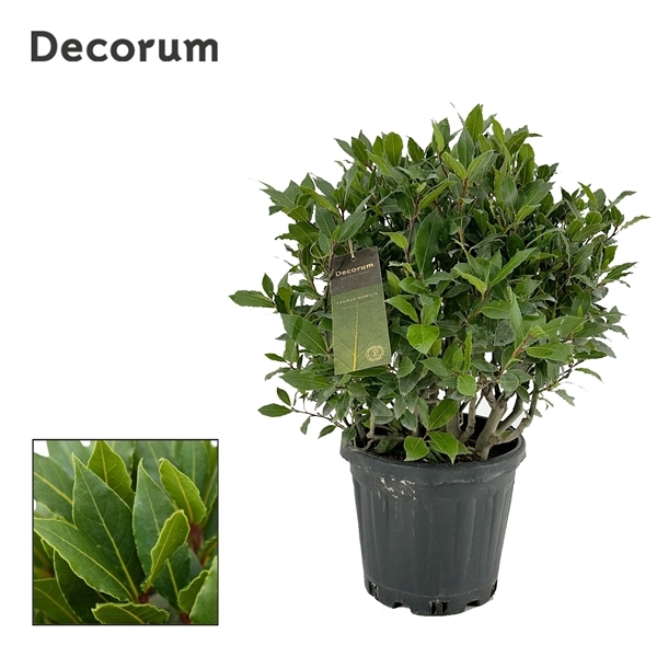 Laurus Nobilis boll on pot 25Ø 55cm 45Ø