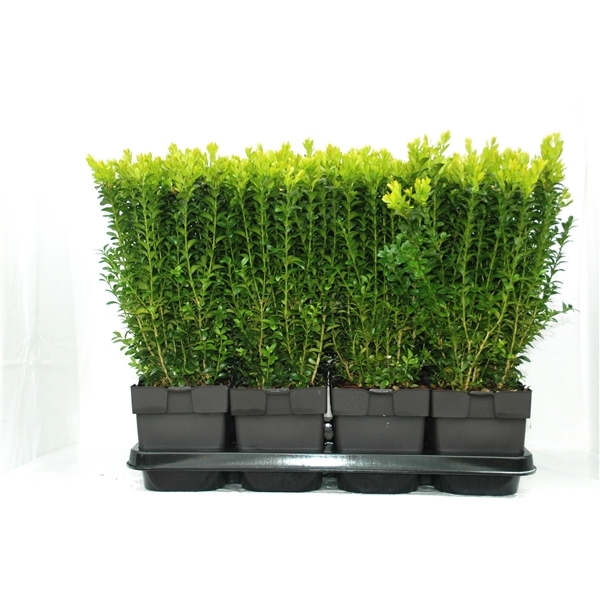 Buxus sempervirens 17Ø 40cm 25Ø