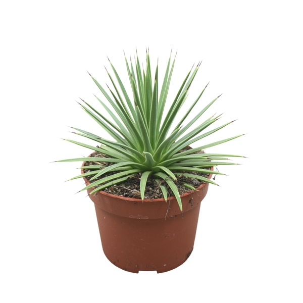 Agave stricta Nana 10,5Ø 15cm