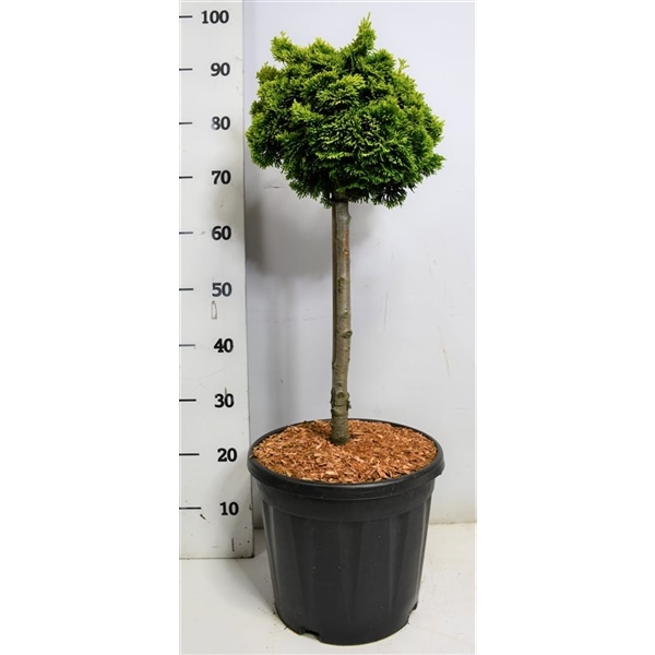 Chamaecyparis obt. Nana Aurea 32Ø 90cm
