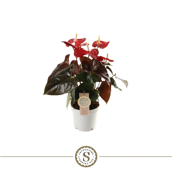 Anthurium Andreanum Coral Champion 12Ø 40cm 4fl