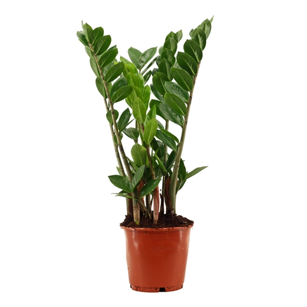 Zamioculcas zamifolia 14Ø 50cm 4st