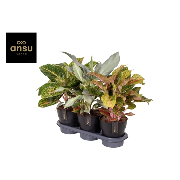 Aglaonema Special Mix 19Ø 45cm 1pp
