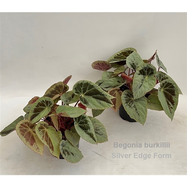 Begonia leaf Silver Edge Form 14Ø 25cm