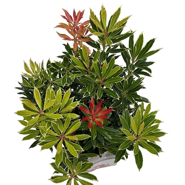 Pieris japonica Flaming Silver 19Ø 40cm
