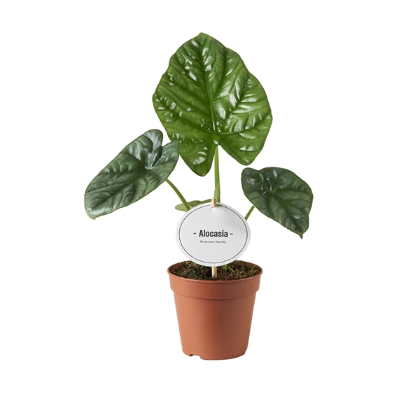 Alocasia brancifolia Pink Passion 12Ø 20cm 1pp