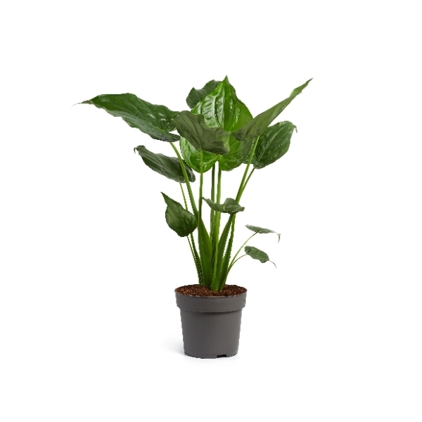 Alocasia cucullata 24Ø 130cm 1pp