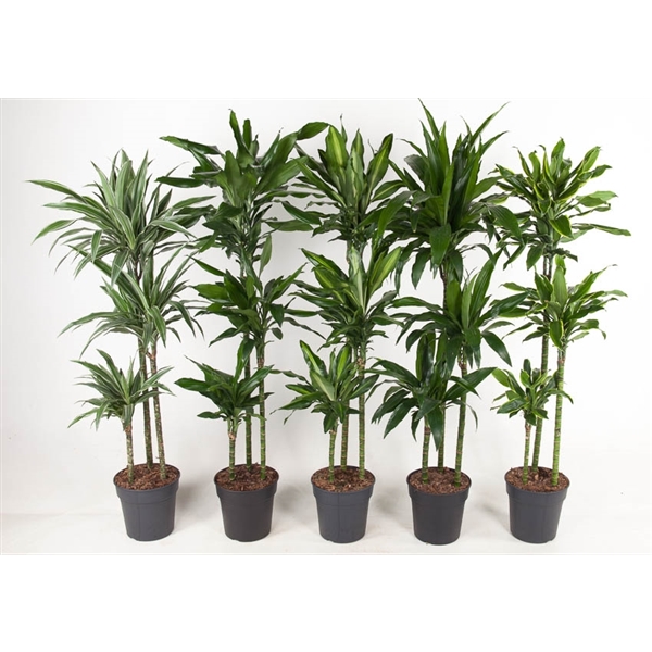Dracaena mix trolley 24Ø 150cm 3pp