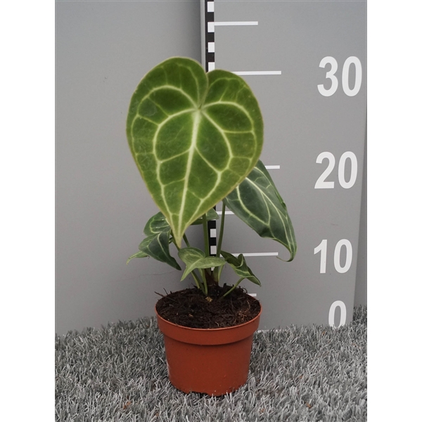 Anthurium not flowering clarinervium 10,5Ø 30cm
