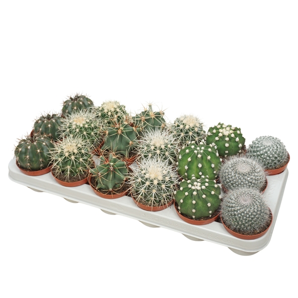 Cactus mix boll 8,5Ø 13cm