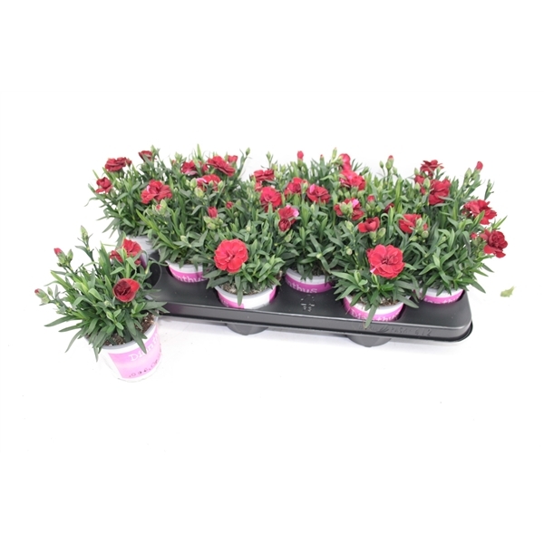 Dianthus hybr. Oscar Dark Red 10,5Ø 20cm