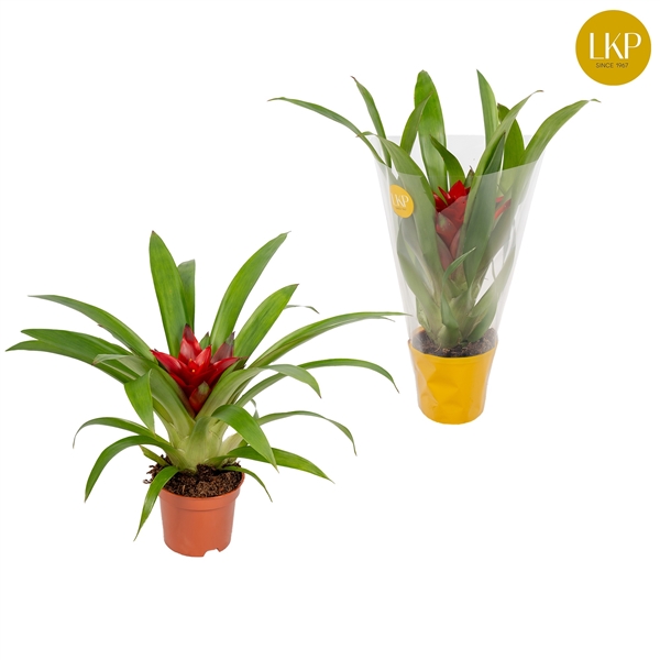 Guzmania Blitz 9Ø 30cm