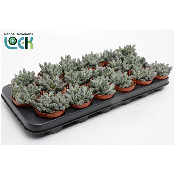 Adromischus cooperii 8,5Ø 12cm