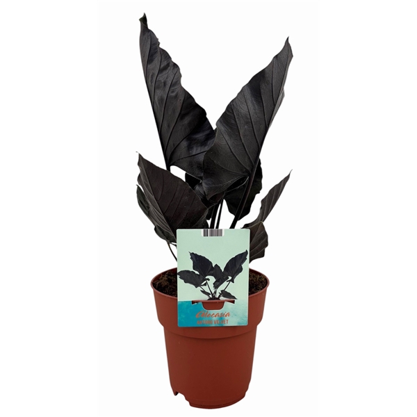Alocasia Antoro Velvet 19Ø 55cm 1pp