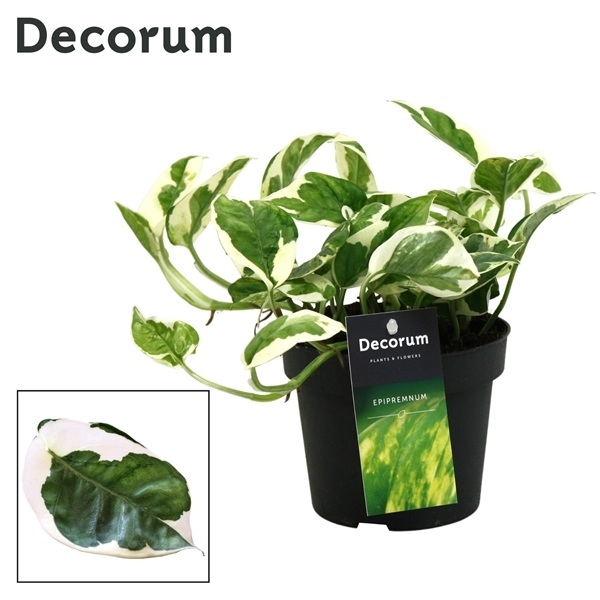 Epipremnum aureum NJoy 12Ø 15cm