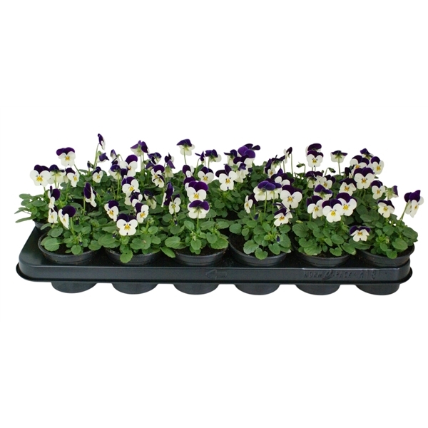 Viola cornuta white w/ purple flag 9Ø 12cm