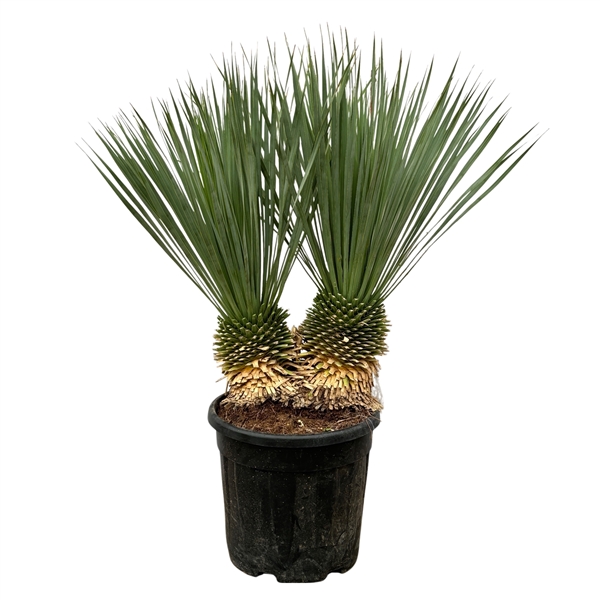 Yucca Rostrata double stem 40Ø 100cm