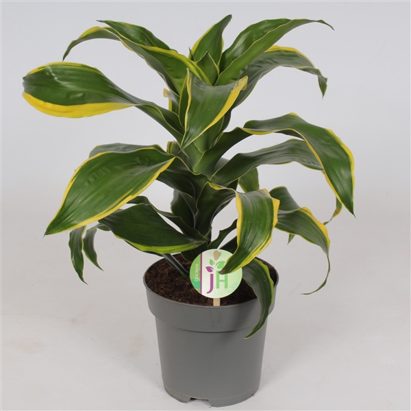 Dracaena compacta Dorado 17Ø 50cm 1pp