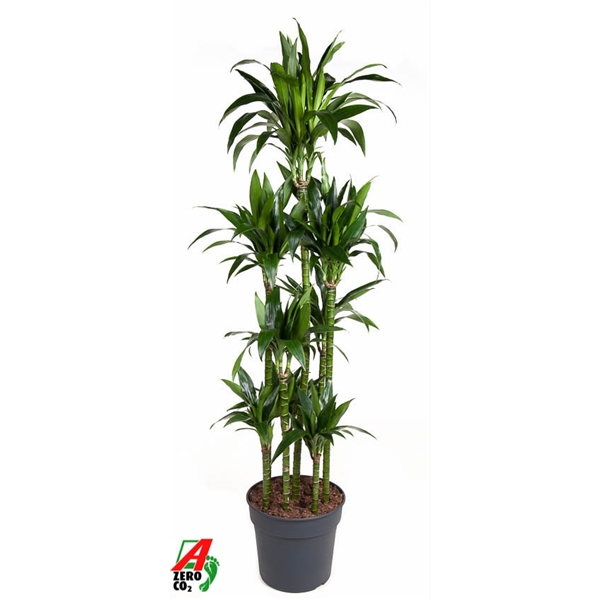 Dracaena frageans Janet Craig carrousel 34Ø 180cm 8pp