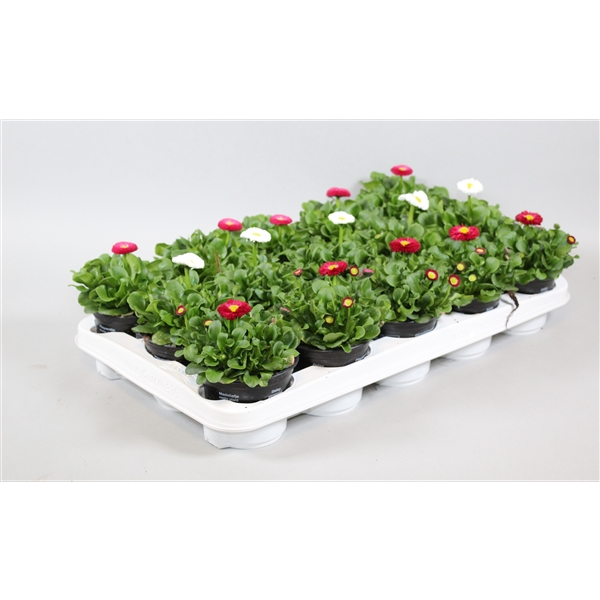 Bellis perennis Rusher mix 10,5Ø 10cm