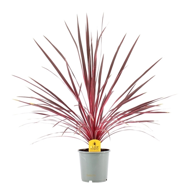 Cordyline australis Charly Boy 17Ø 65cm 1pp
