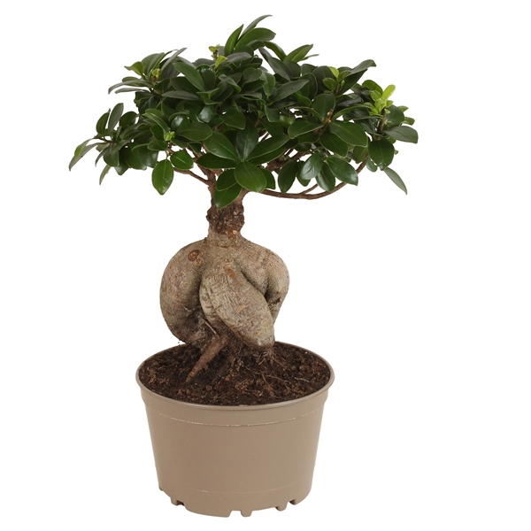 Ficus mi Ginseng 18Ø 45cm 1pp