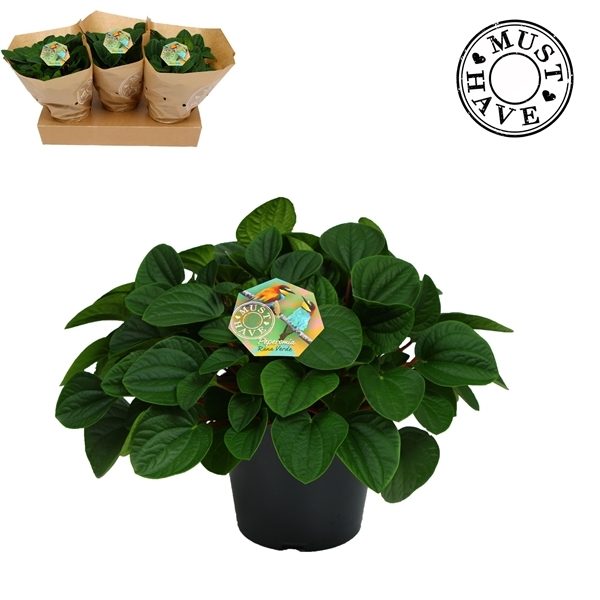 Peperomia albovittata Rana Verde 17Ø 32cm