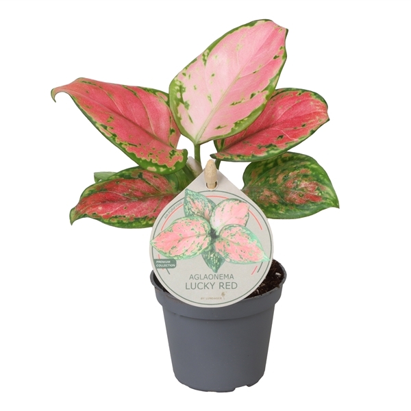 Aglaonema Lucky Red 6Ø 10cm 1pp
