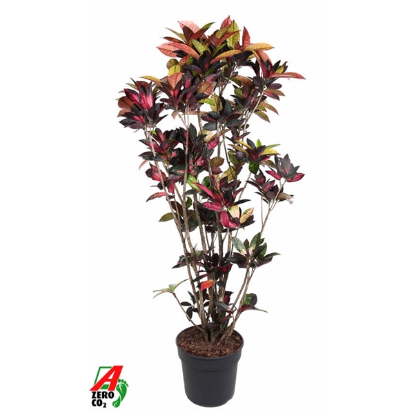 Codiaeum variegatum Mrs Iceton Branched 40Ø 190cm 1pp