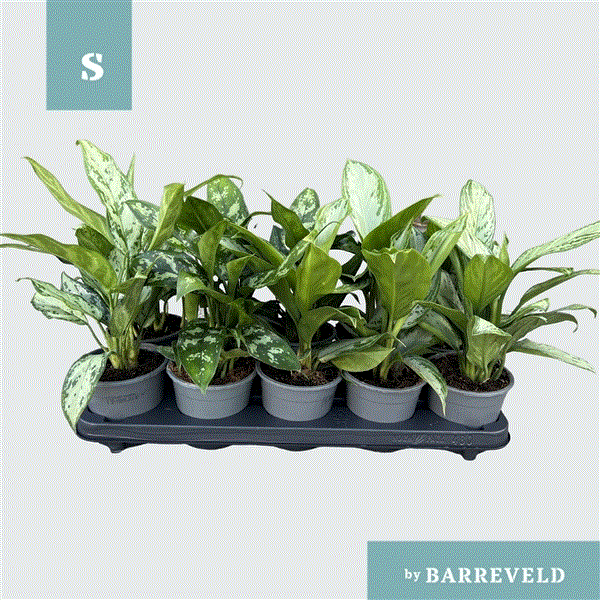 Aglaonema mix 11Ø 30cm 2pp
