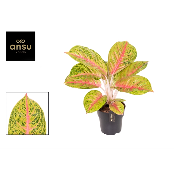 Aglaonema Grand Blossom 19Ø 60cm 1pp
