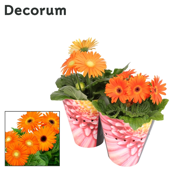 Gerbera orange potcover 12Ø 20cm 2fl