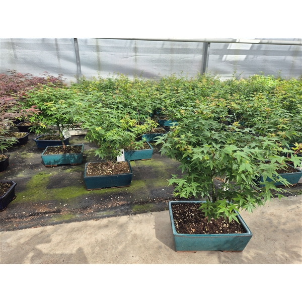 Bonsai Acer Palmatum Little Princess 25Ø 40cm