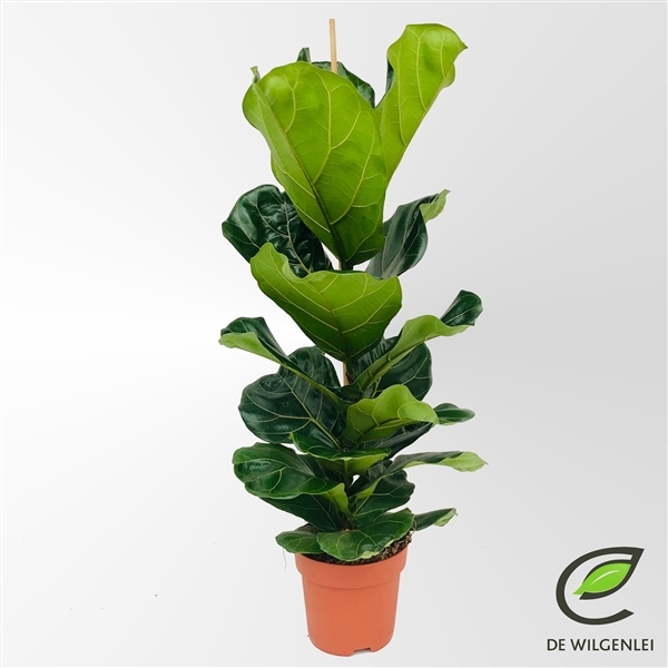 Ficus Lyrata 21Ø 100cm 1pp