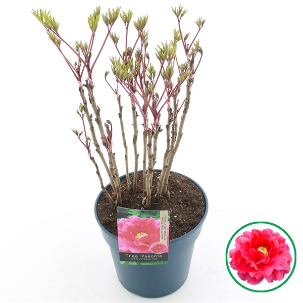 Paeonia suffruticosa red 32Ø 55cm