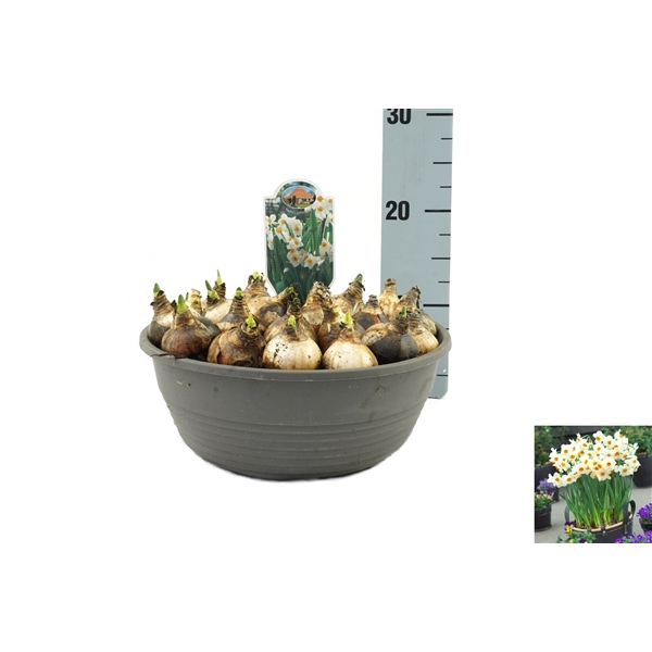 Narcissus Geranium 27Ø 25cm