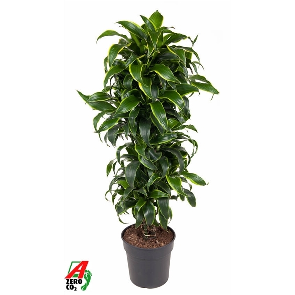 Dracaena compacta Dorado 31Ø 150cm 1pp