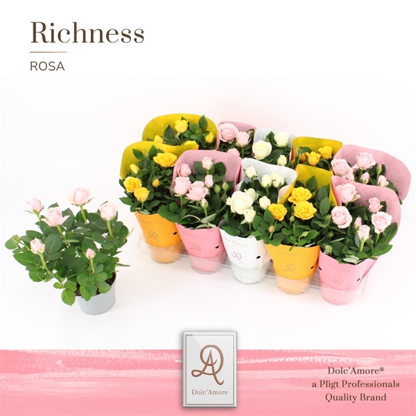 Rosa mix Florence Dolc'Amore Ton Sur Ton 10,5Ø 25cm