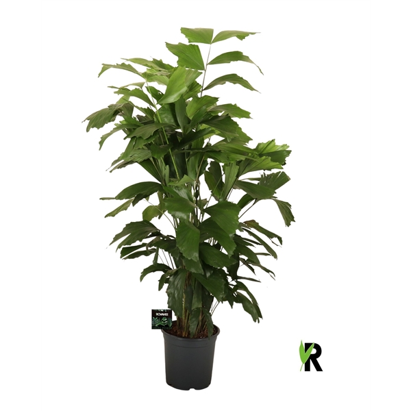 Caryota mitis 21Ø 110cm